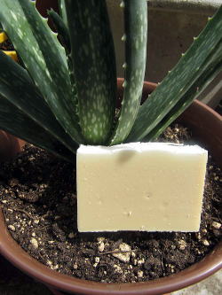 �A���G�΂���